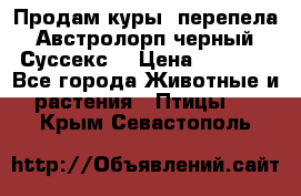 Продам куры, перепела. Австролорп черный. Суссекс. › Цена ­ 1 500 - Все города Животные и растения » Птицы   . Крым,Севастополь